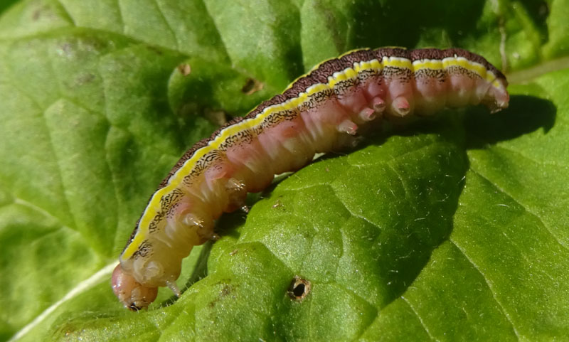 bruco: Ceramica pisi - Noctuidae